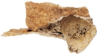 Pannben och ögonhålefragment